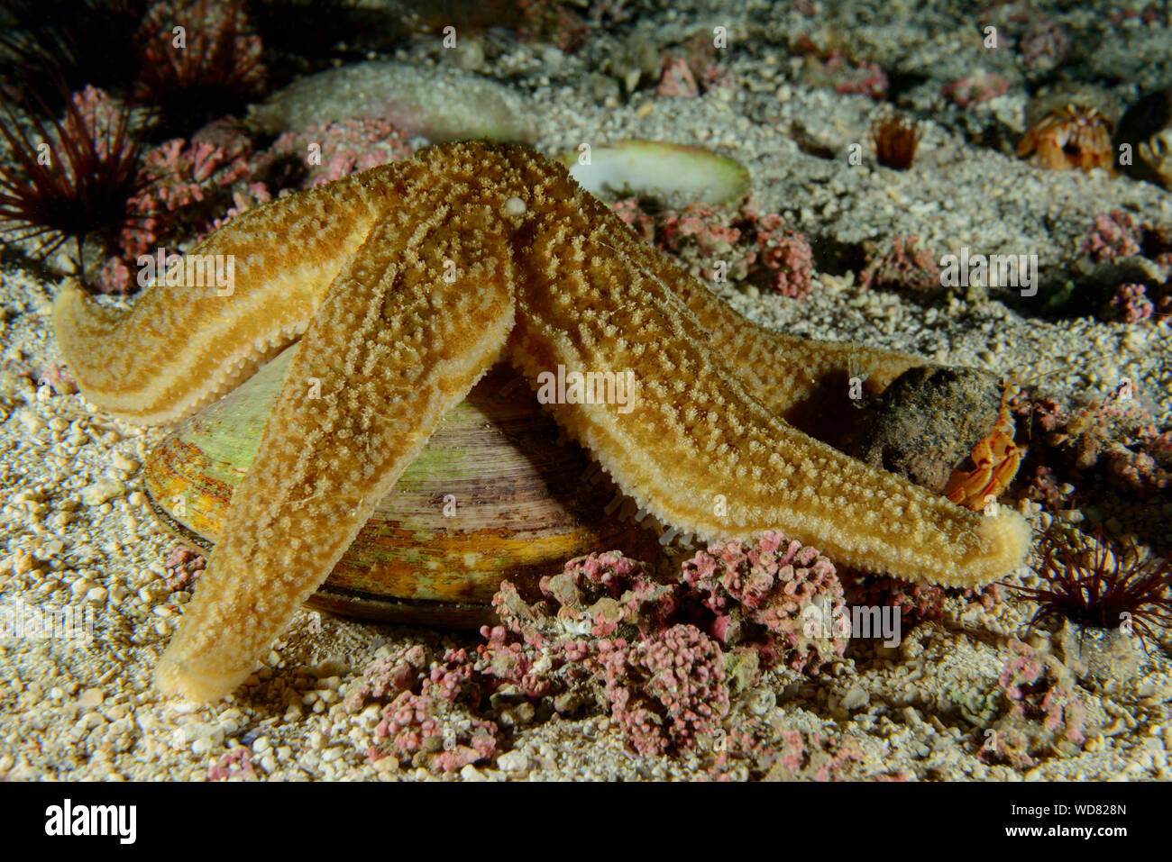 Common starfish, Asterias rubens, Kvaloyvagen, Norway, Atlantic Ocean Stock Photo