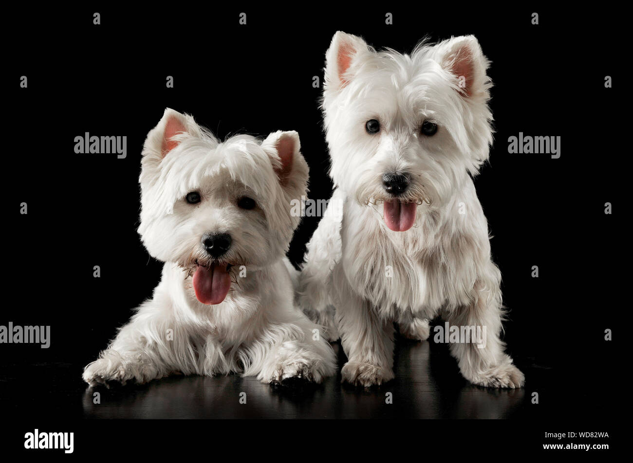 Close-up Portrait Of Puppies Sticking Out Tongues Against Black Color Stock Photo