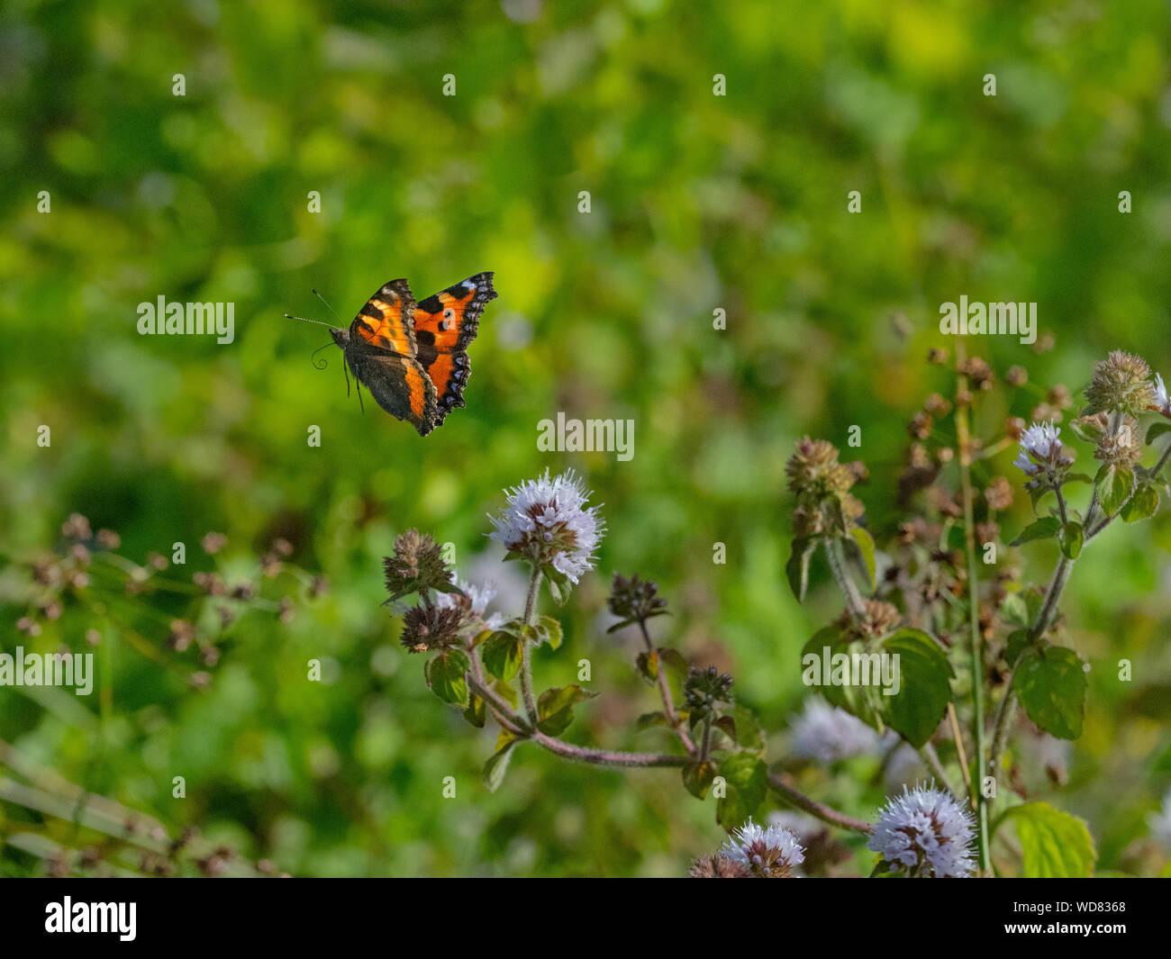 Small Tortoiseshell Butterfly in flight feeding on watermint flowers Norfolk Stock Photo