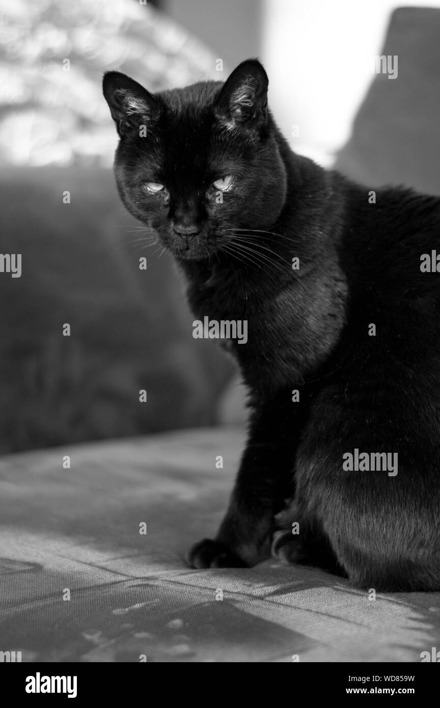 Cat sitting on chair Black and White Stock Photos & Images - Alamy