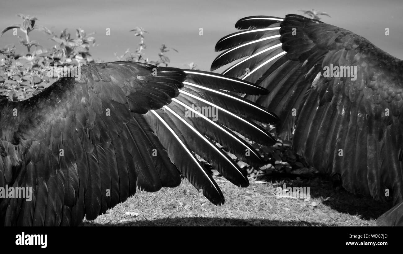 Cropped Image Of Vultures With Spread Wings Stock Photo