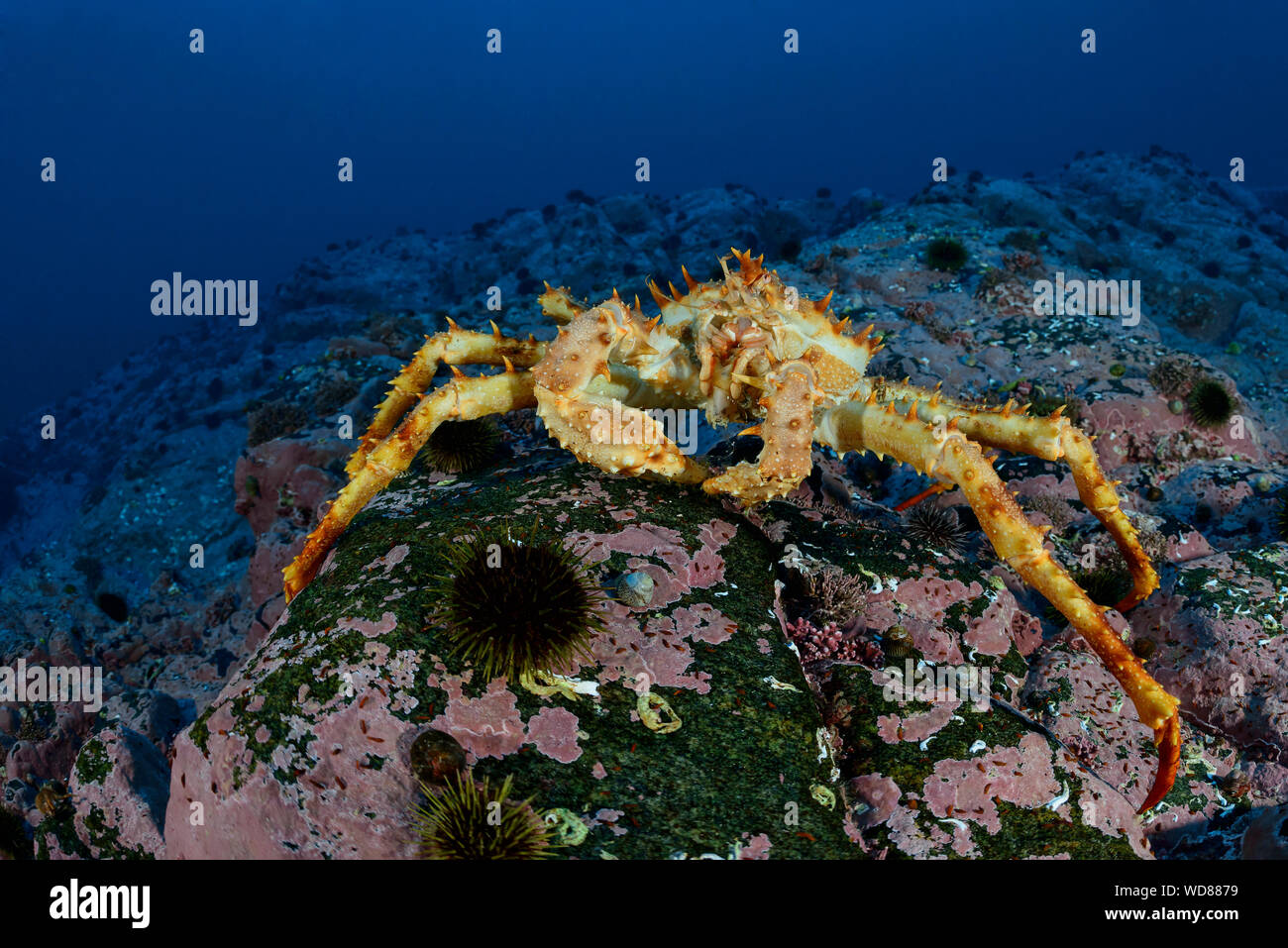 Kamchatka crab, Alaskan king crab or Red King Crab, Paralithodes camtschaticus, Kvaloyvagen