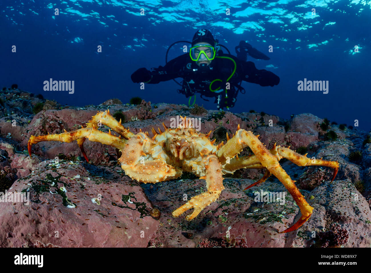 Kamchatka crab, Alaskan king crab or Red King Crab and scuba diver, Paralithodes camtschaticus, Kvaloyvagen, Norway, Atlantic Ocean Stock Photo