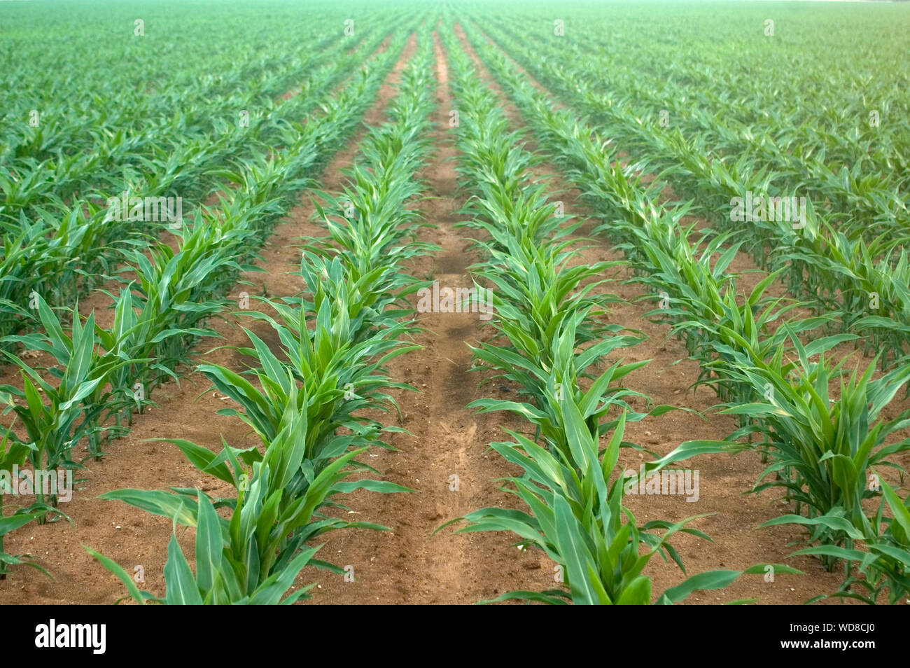 Corn maize plants in a row in the field of a farmers land Stock Photo -  Alamy