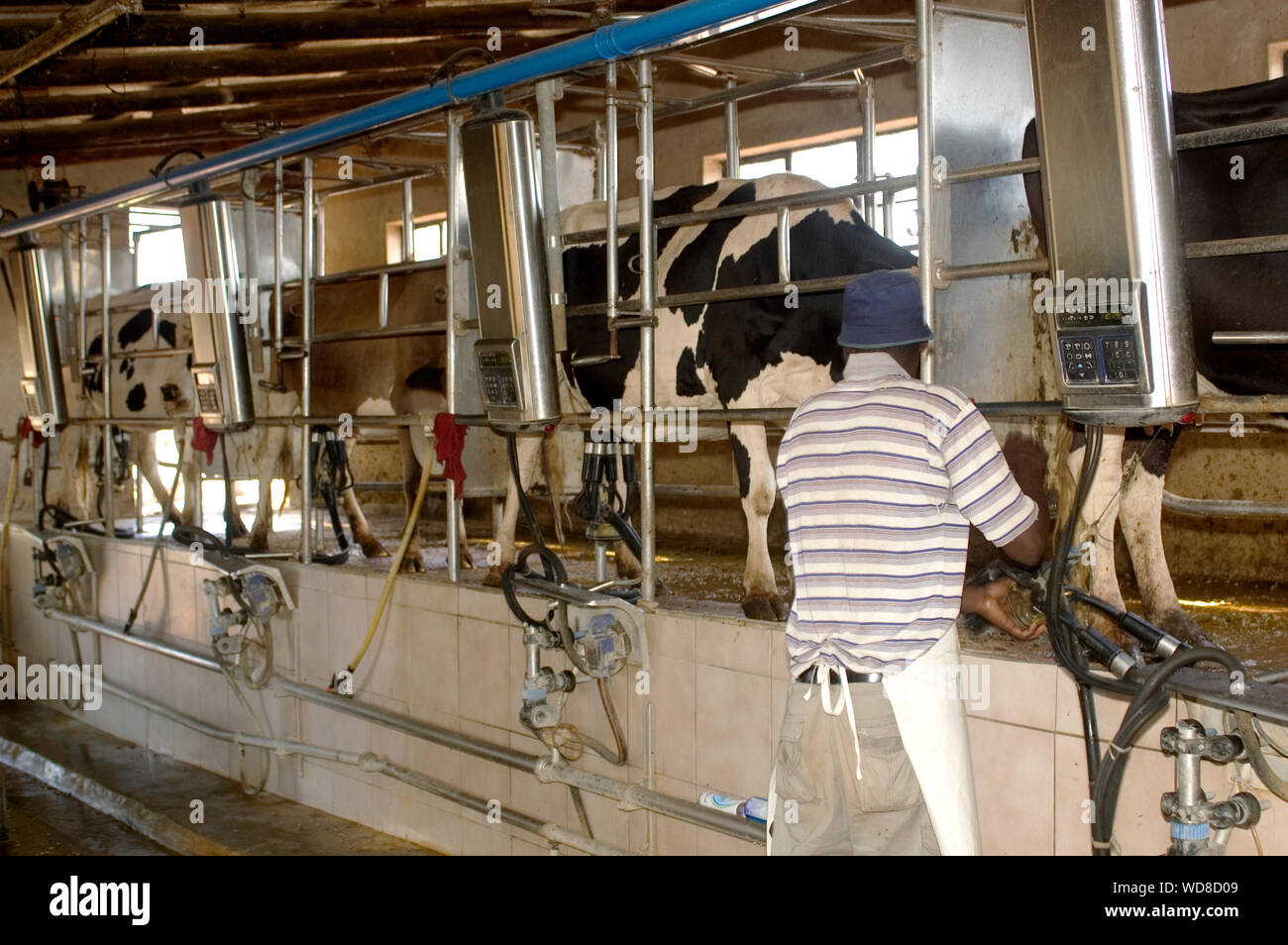 Milking Parlor at work Stock Photo