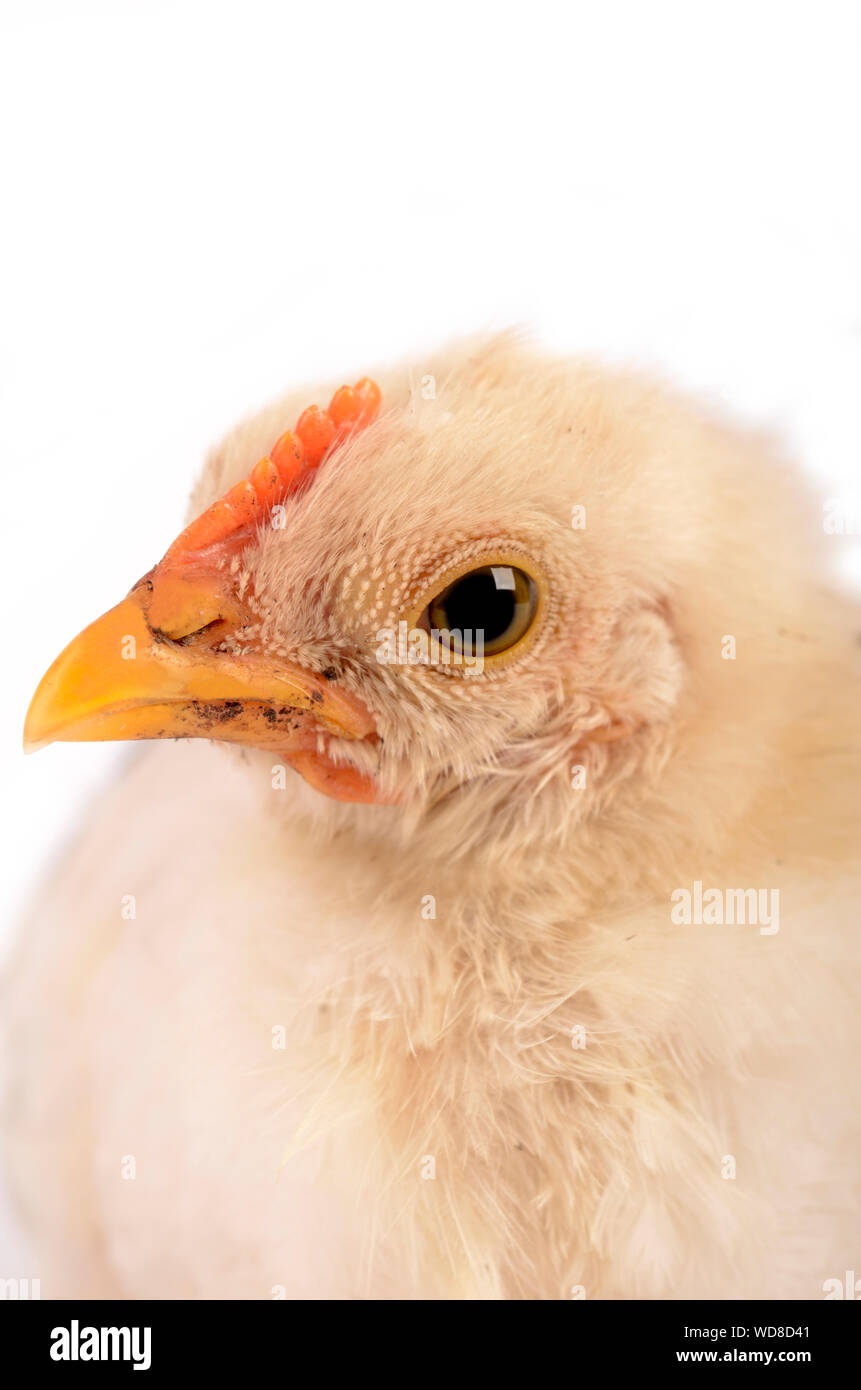 Chicken hatchery hires stock photography and images Alamy