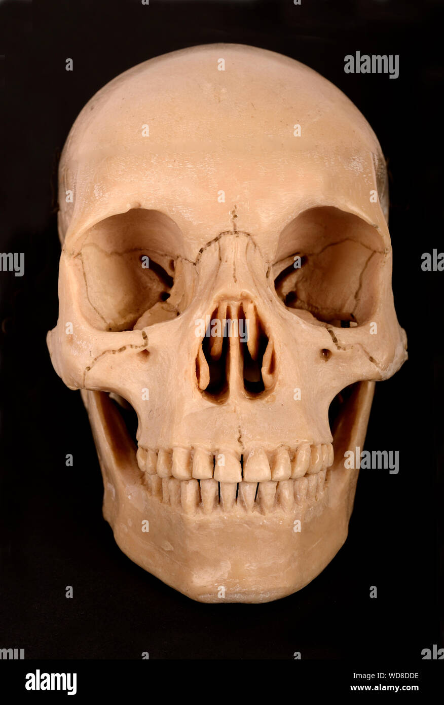 The frontal view of a human skull Stock Photo