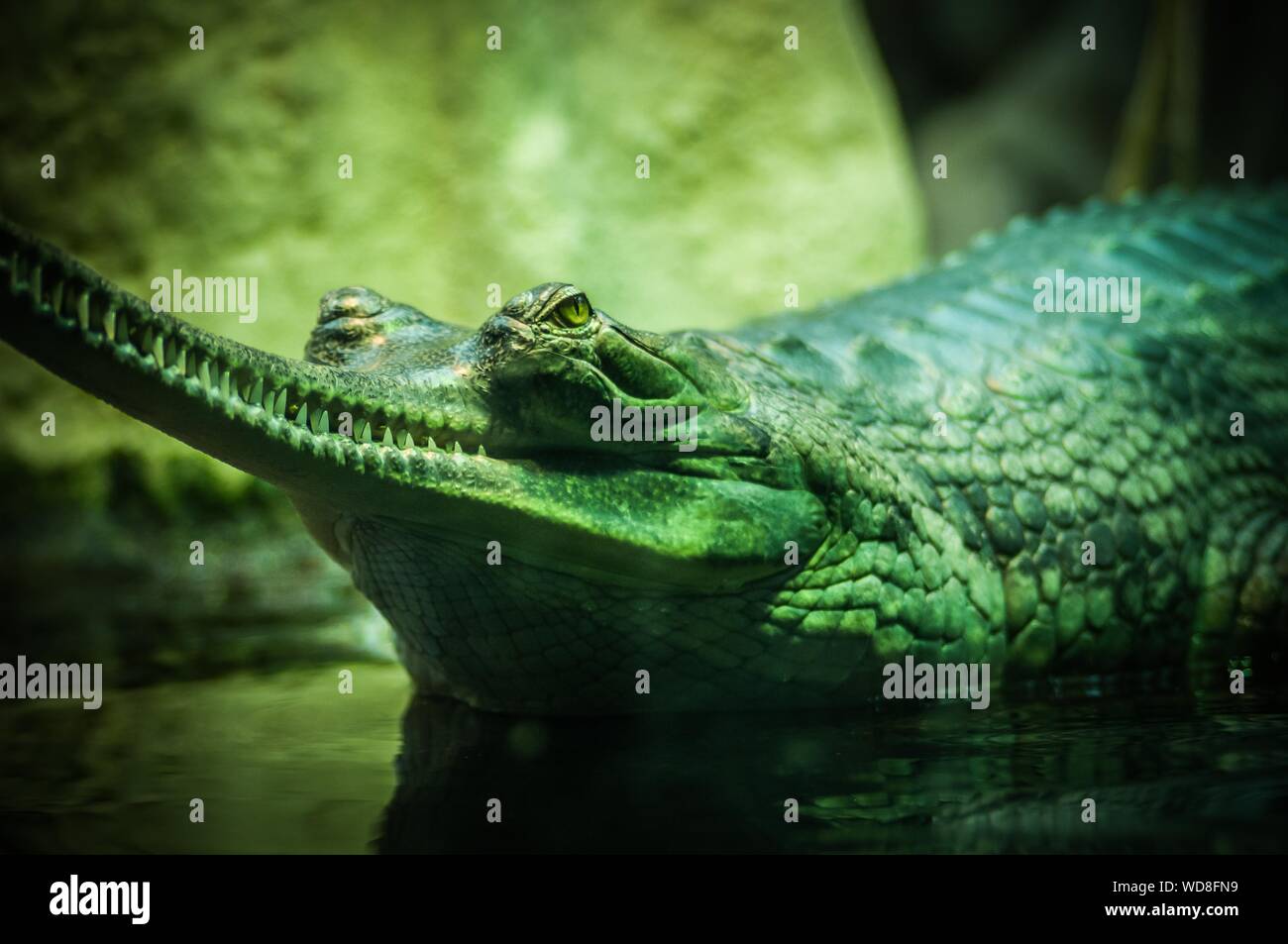 Closeup selective focus shot of a green alligator on the body of water Stock Photo