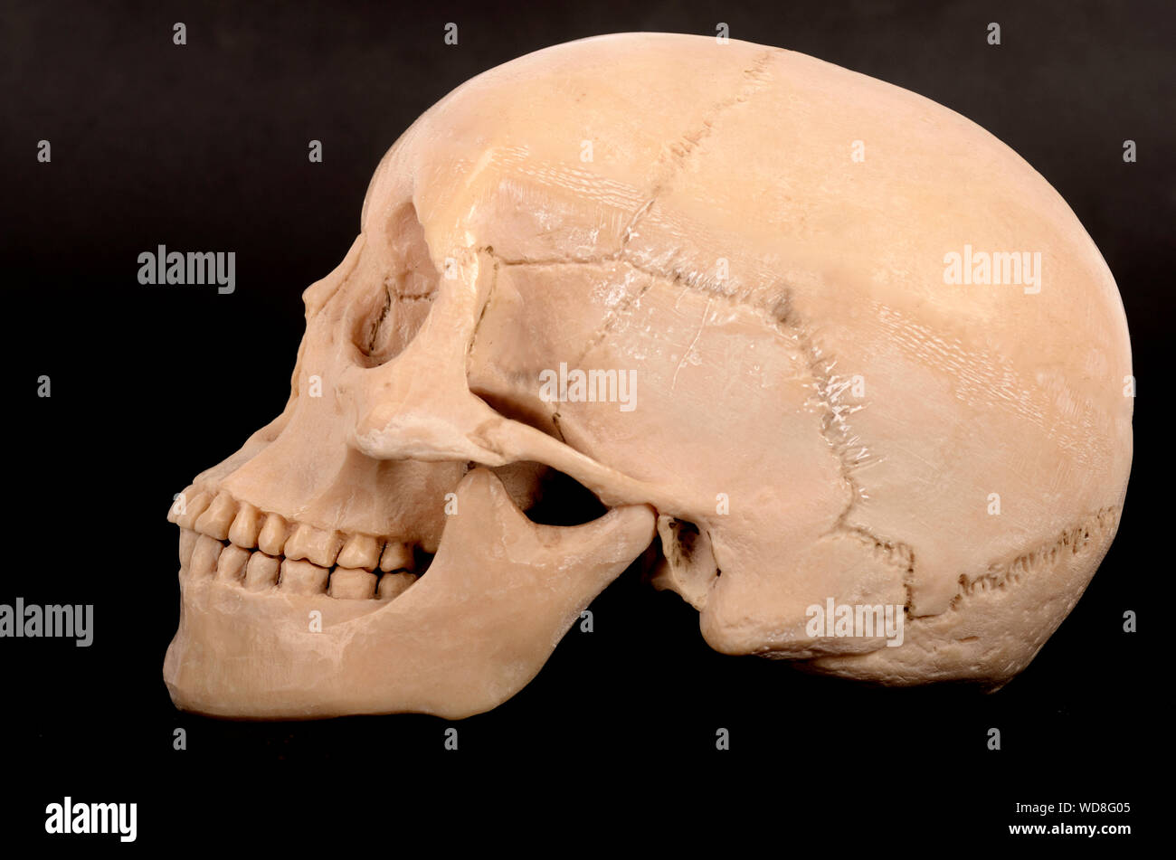 A human skull isolated on a black background Stock Photo