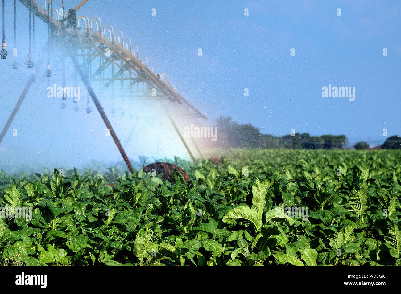tobacco sprayer Tobacco sprayer hi-res stock photography and images