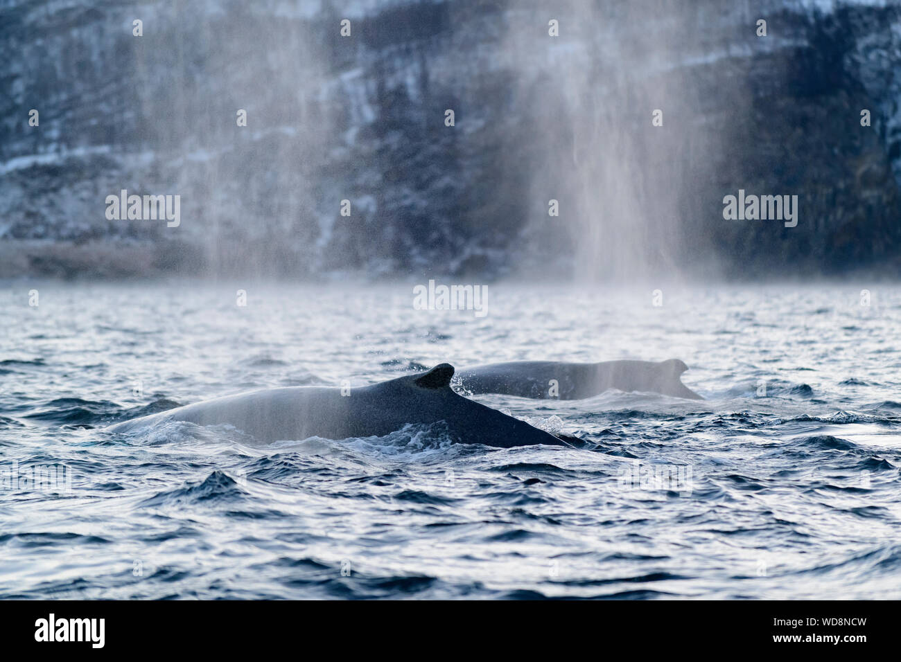 humpback whale, humpback whales, Megaptera novaeangliae, Kvaloyvagen, Norway, Atlantic Ocean Stock Photo