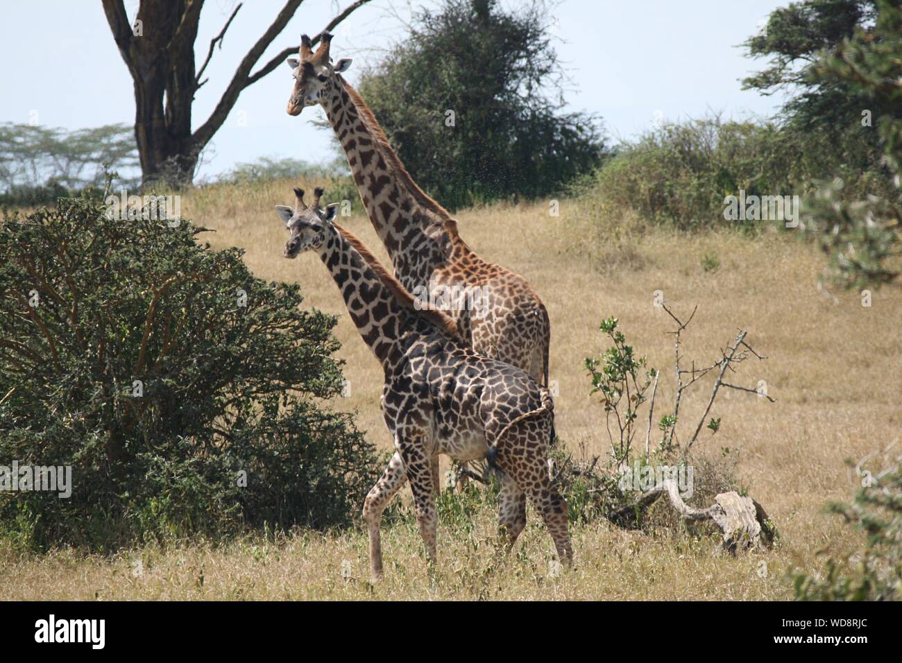 Giraffes in serengeti national park hi-res stock photography and images ...