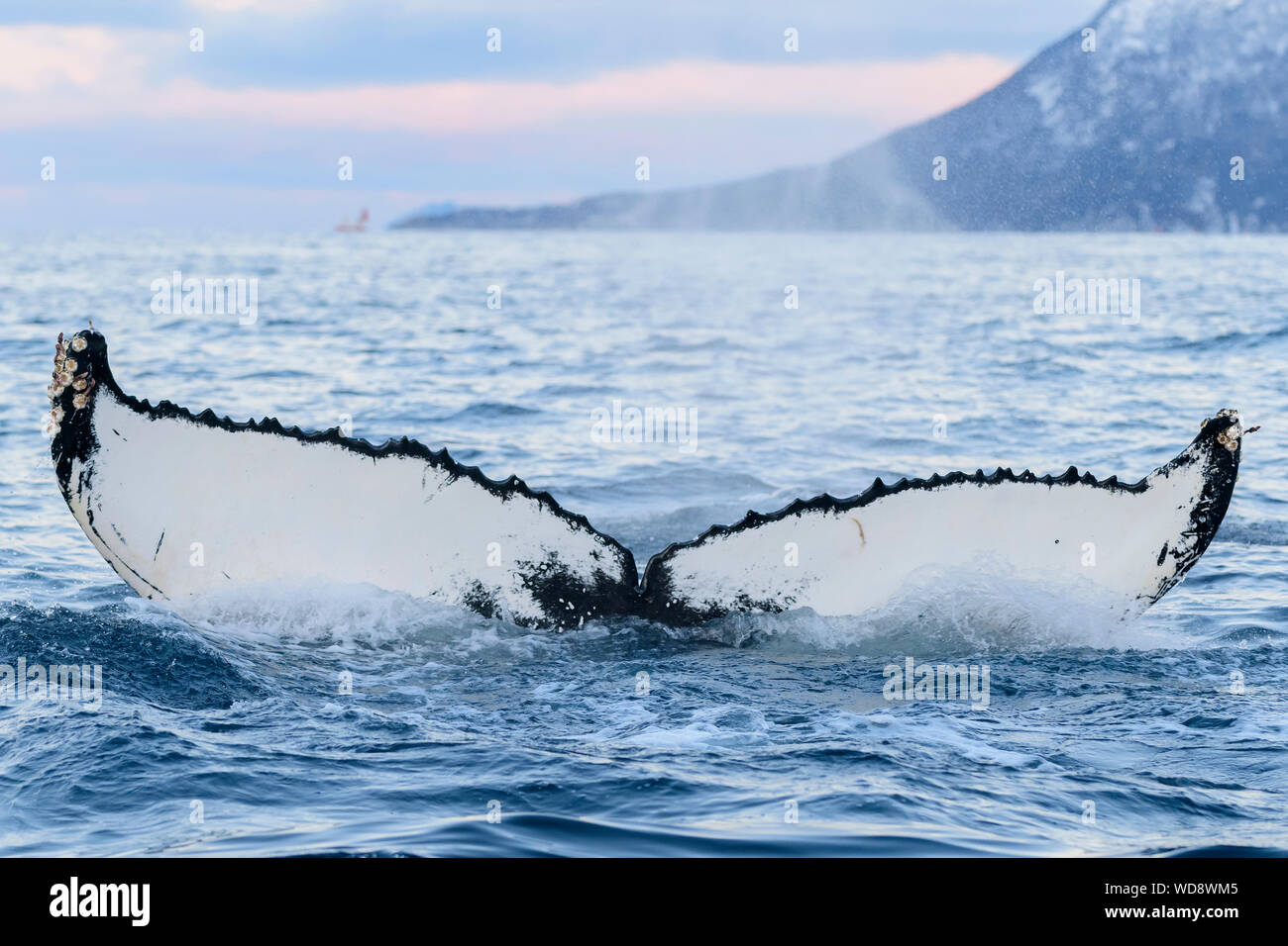 Fluke from humpback whale, Megaptera novaeangliae, Kvaloyvagen, Norway, Atlantic Ocean Stock Photo