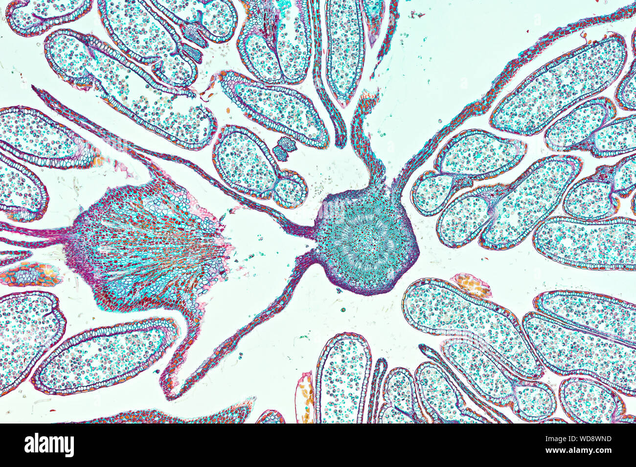 Hazel (Corylus avellana), male flower, a histological cross-section under microscope Stock Photo