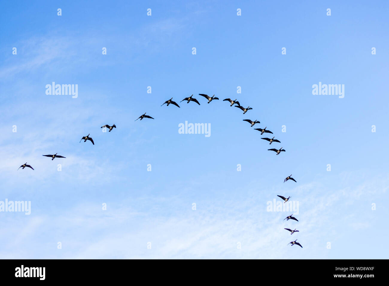 Low Angle View Of Flock Birds Flying Against Sky Stock Photo