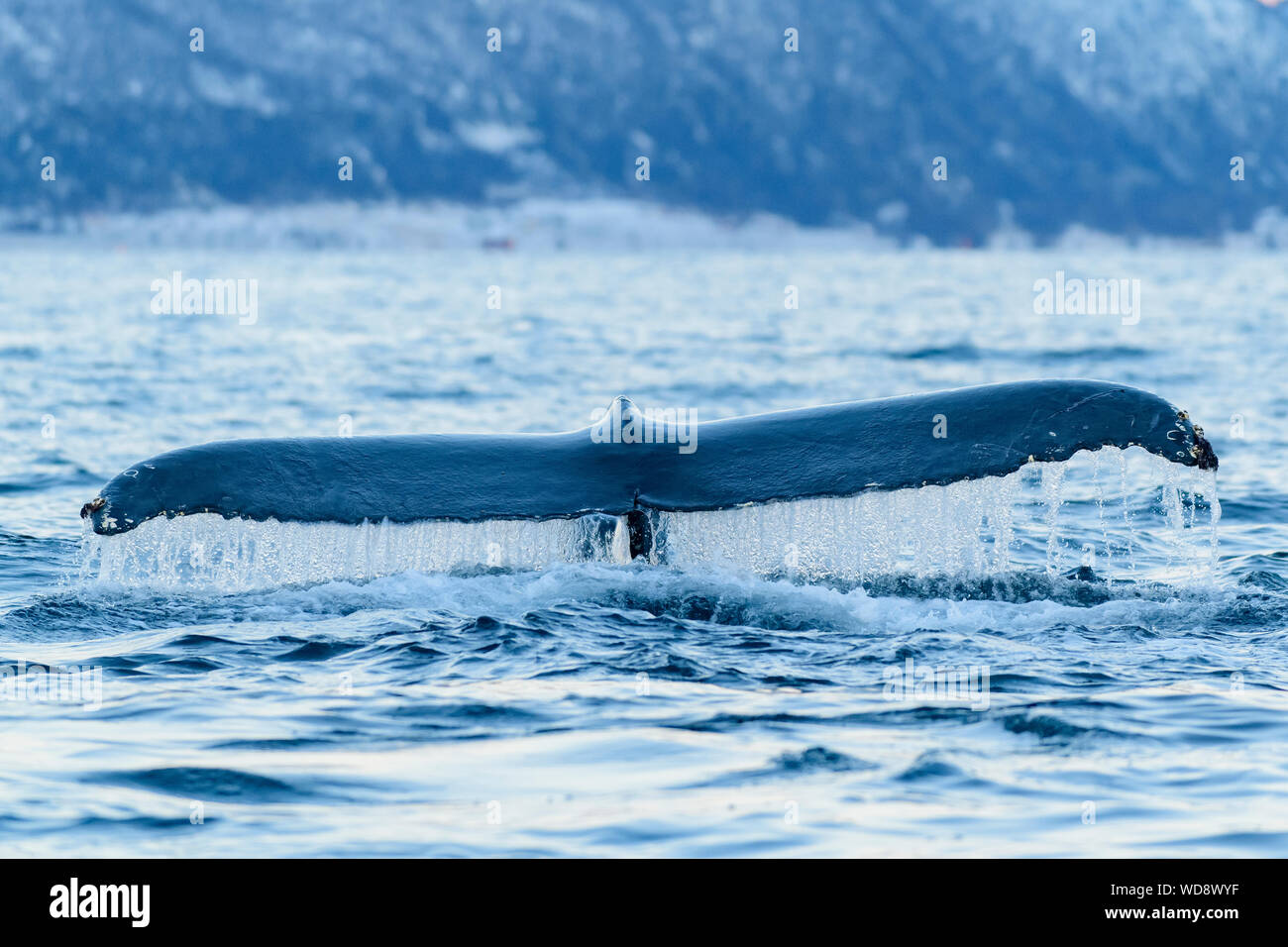 Fluke from humpback whale, Megaptera novaeangliae, Kvaloyvagen, Norway, Atlantic Ocean Stock Photo