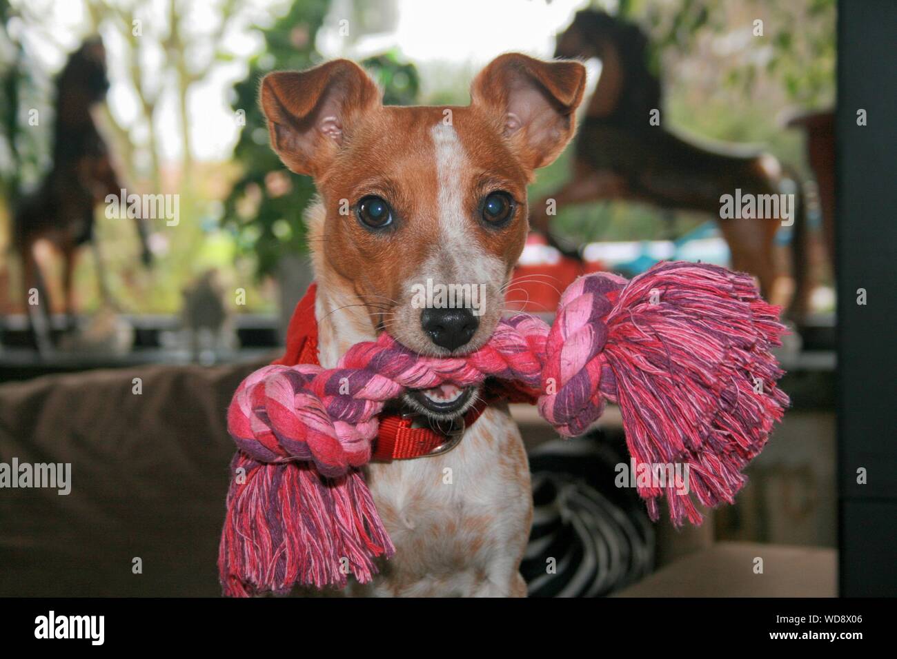 dog wearing scarf