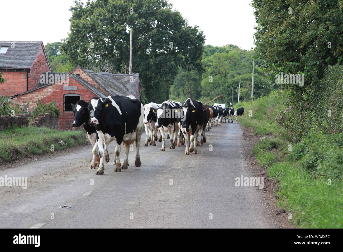 Dairy cows walking to be milked along the A529 north of Hinstock, Shropshire, holding up traffic Stock Photo
