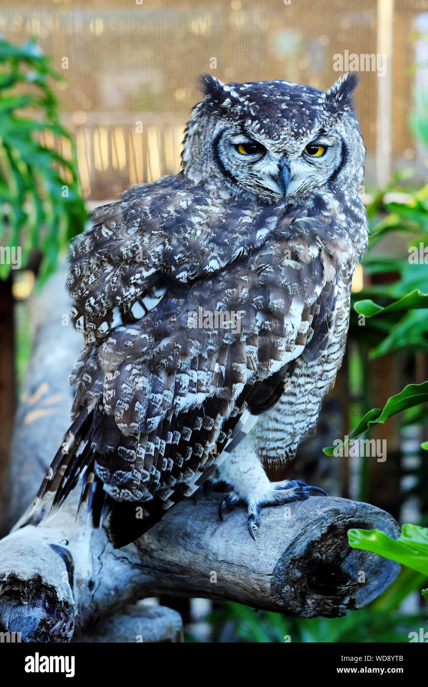 Spotted Eagle Owl at a rescue centre recovering a injury. Stock Photo