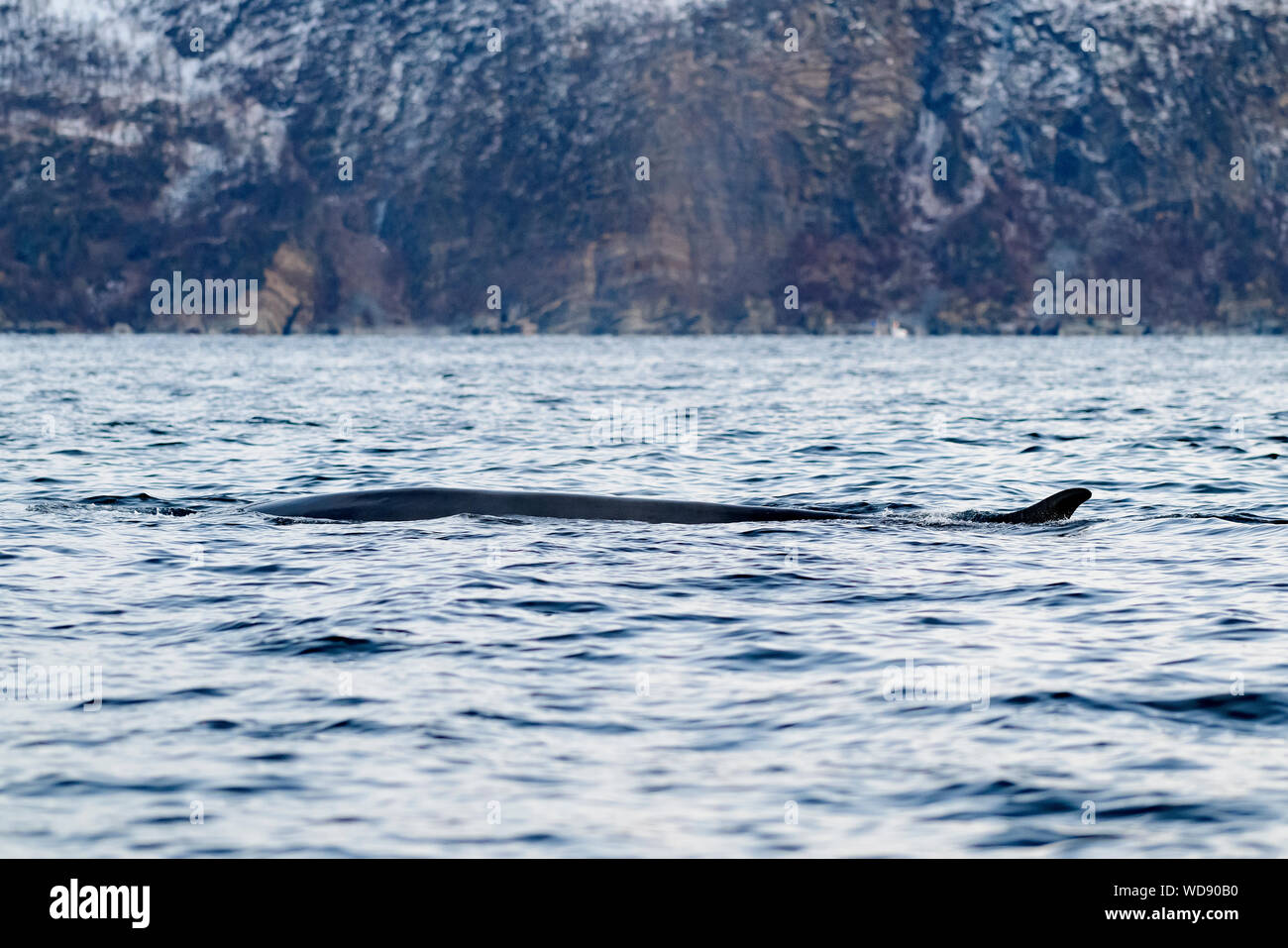 Fin whale, Balaenoptera physalus, Kvaloyvagen, Norway, Atlantic Ocean Stock Photo