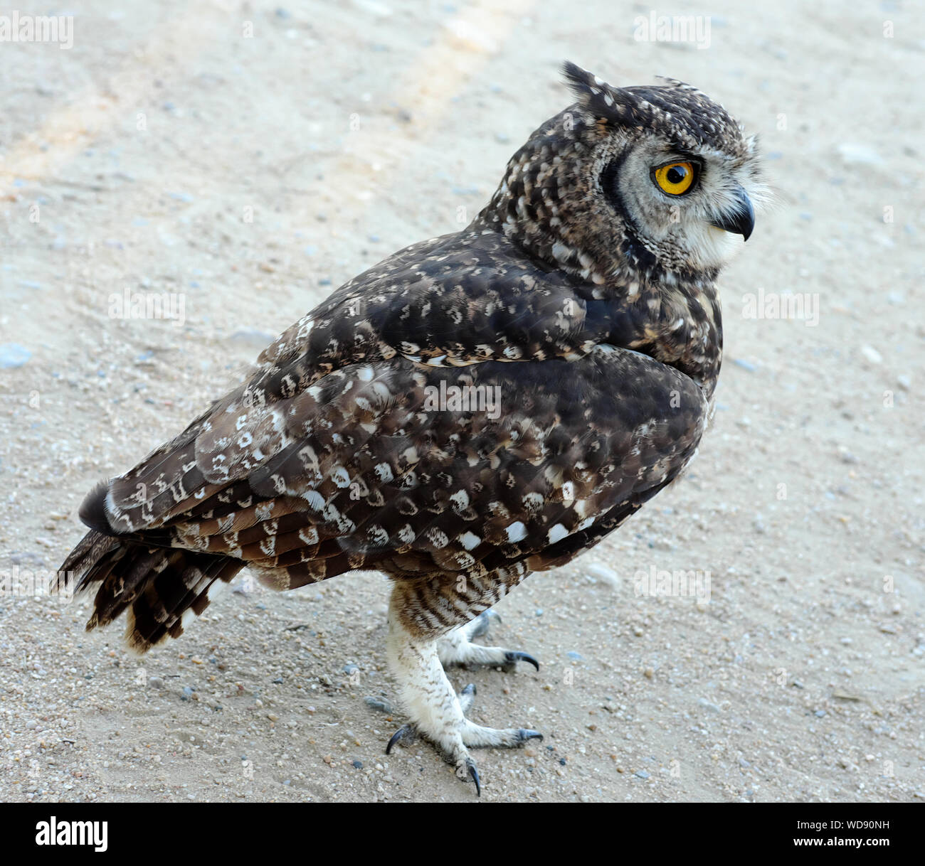 Spotted Eagle Owl at a rehabilitation centre recovering from a injury. Stock Photo