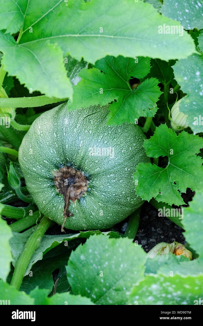 Edible Cucurbita pepo 'Tondo Chiaro Di Nizza', courgette ,Zucchini summer squash plant bearing fruit. Stock Photo