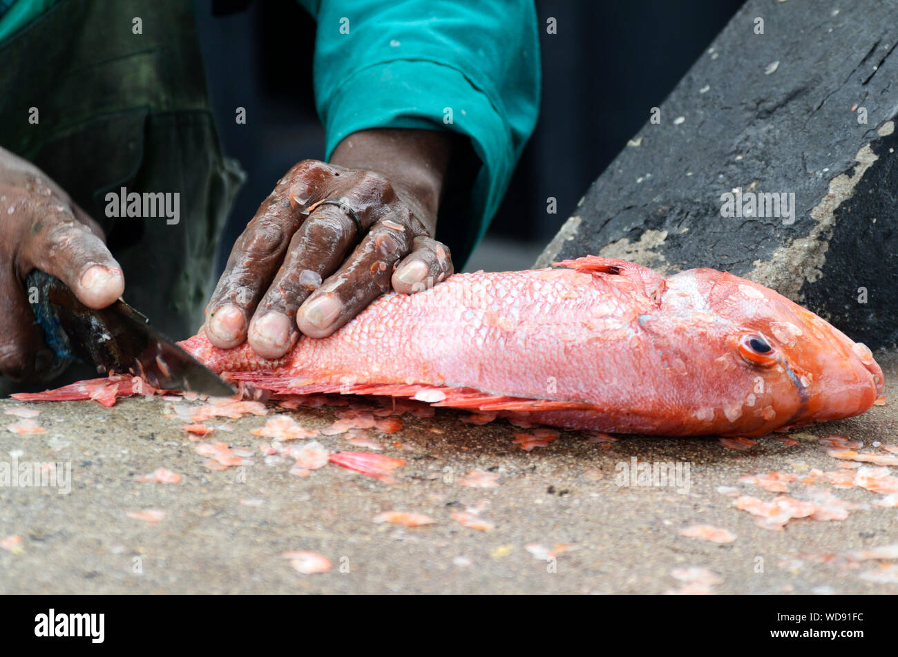 Fisherman descaling a Red Roman Fish during the cleaning process. Stock Photo