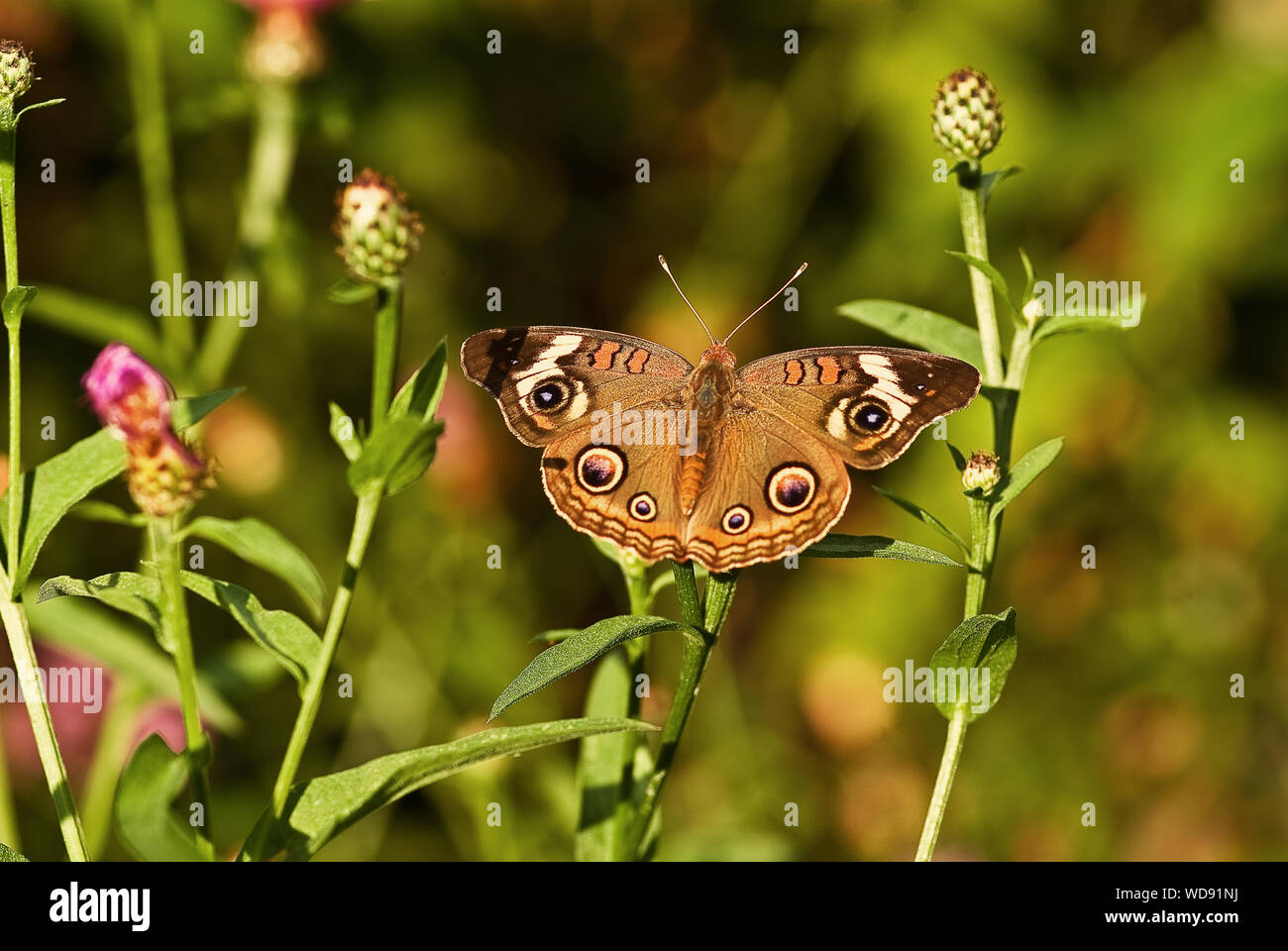 Brown color insect hi-res stock photography and images - Alamy