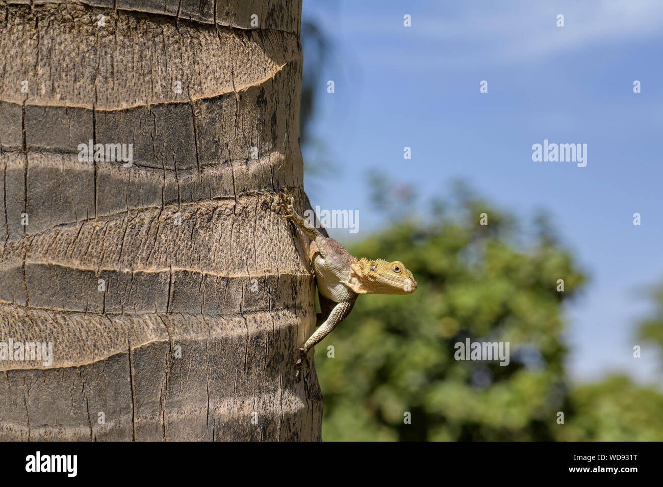 West African Rainbow Lizard - Agama africana, common typical garden lizard in West Africa, La Somone, Senegal. Stock Photo