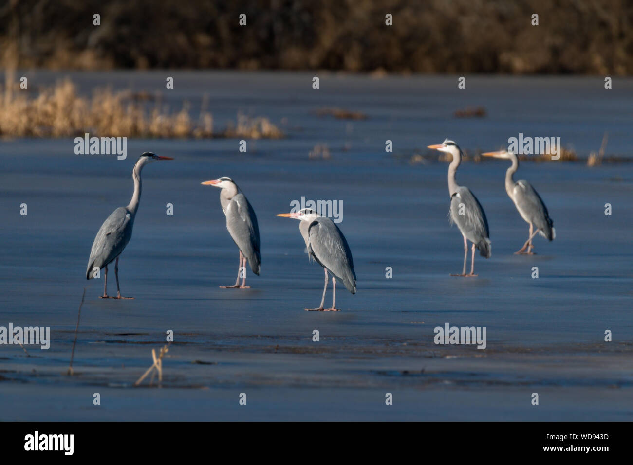 Flock Of Heron High Resolution Stock Photography and Images Alamy