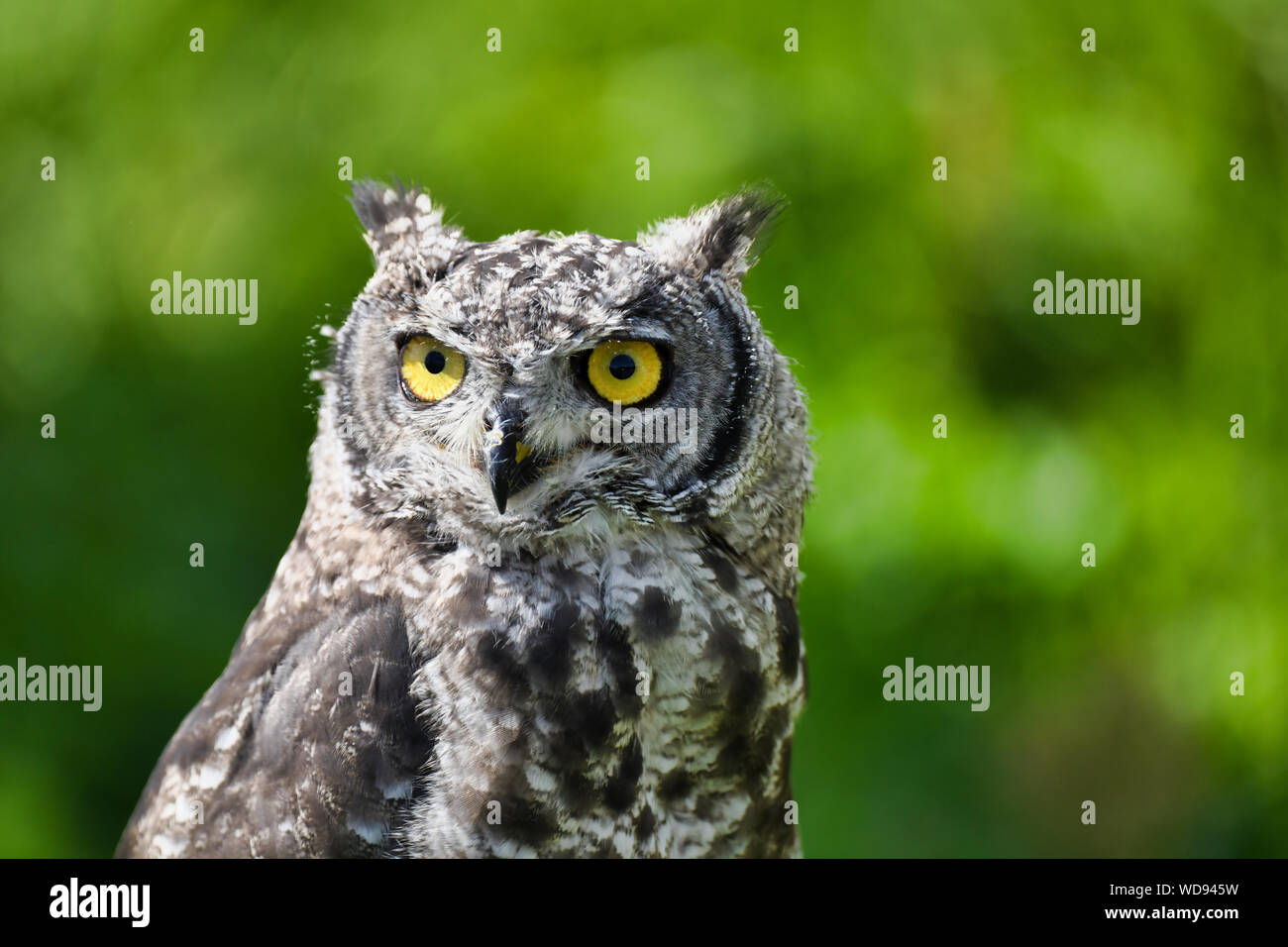 Cute African eagle owl on green background. Stock Photo