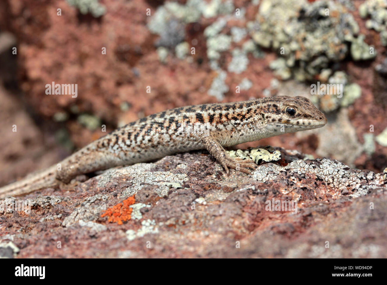 brown little lizard on stone Stock Photo