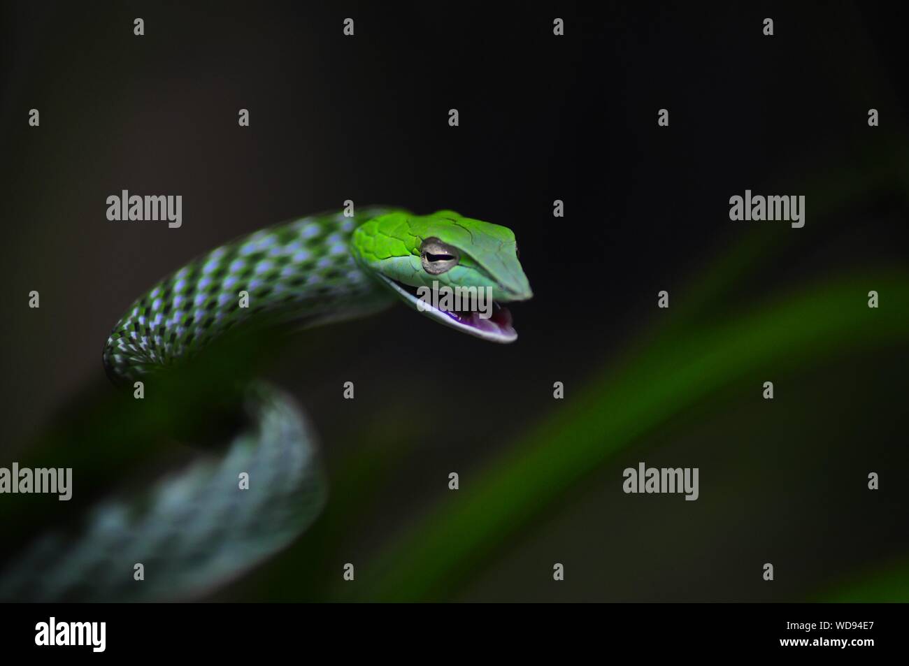 Close-up Of Green Vine Snake Stock Photo