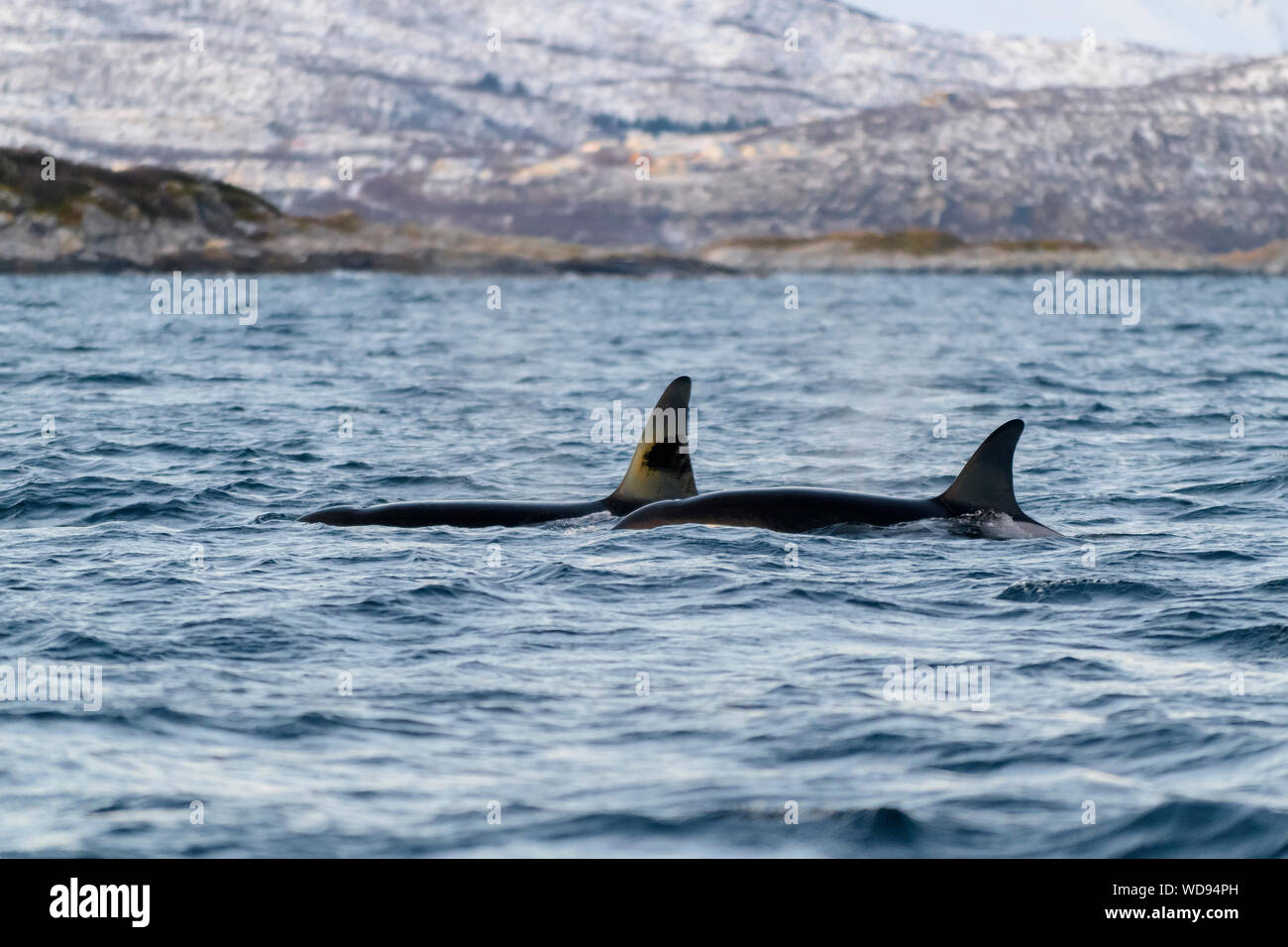 Dorsal fon of Killer whale, Orca, Orcinus Orca, Skjervoy, Norway, Atlantic Ocean Stock Photo
