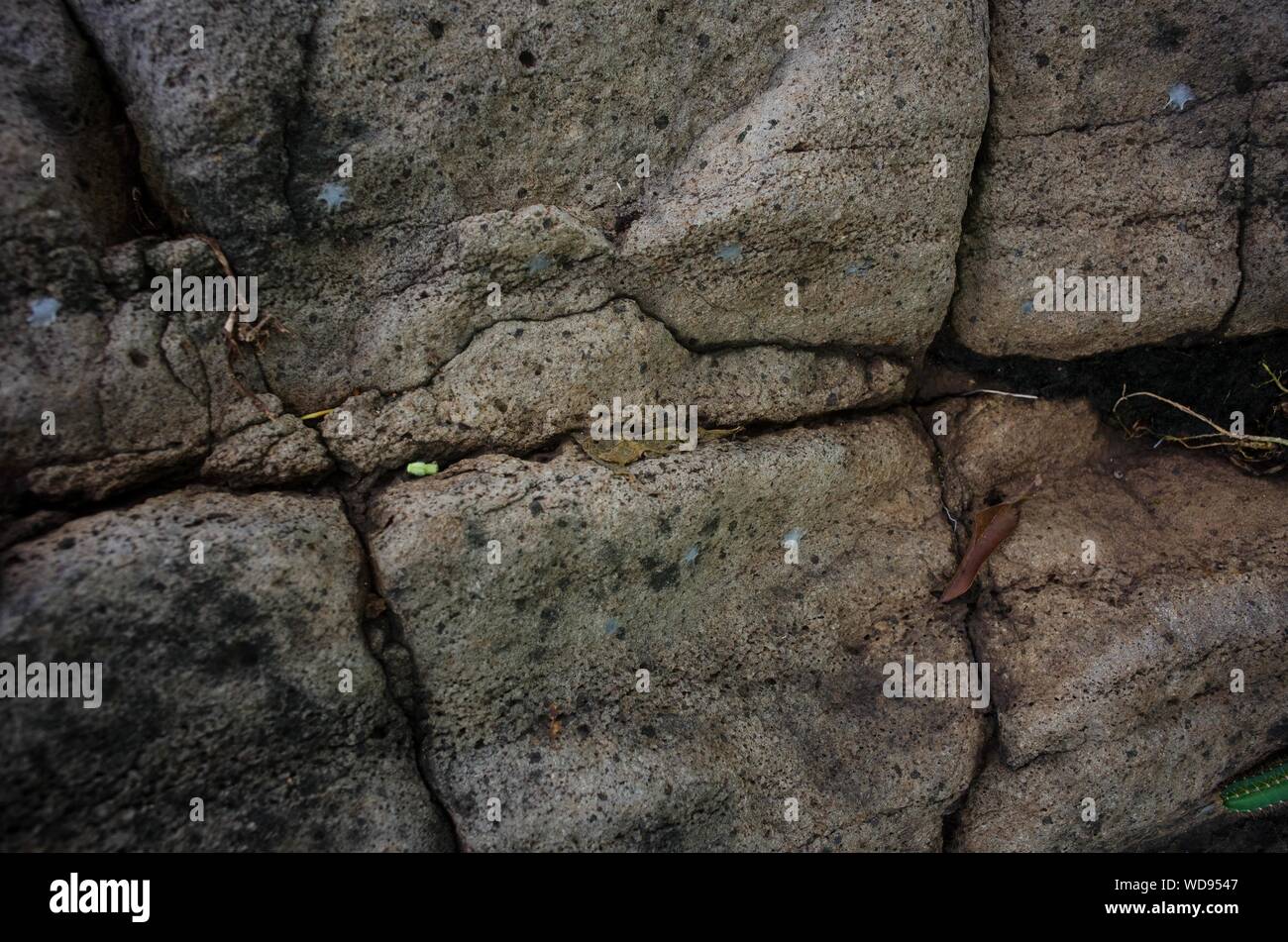 Closeup shot of gray rocks in a forest Stock Photo - Alamy