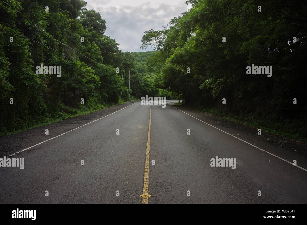 Beautiful shot of an empty road in the middle of a forest Stock Photo ...
