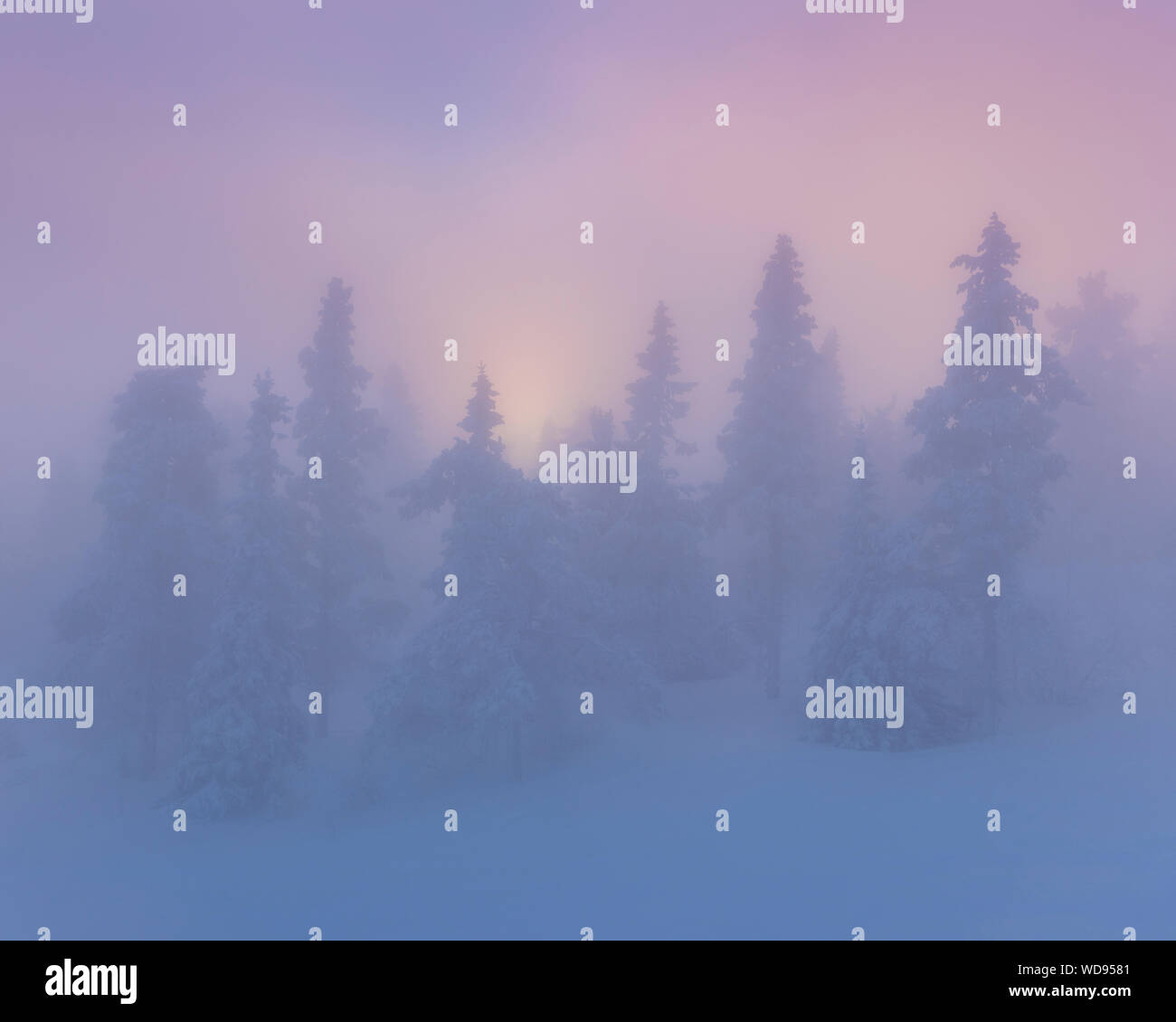Trees covered with fog hi-res stock photography and images - Alamy