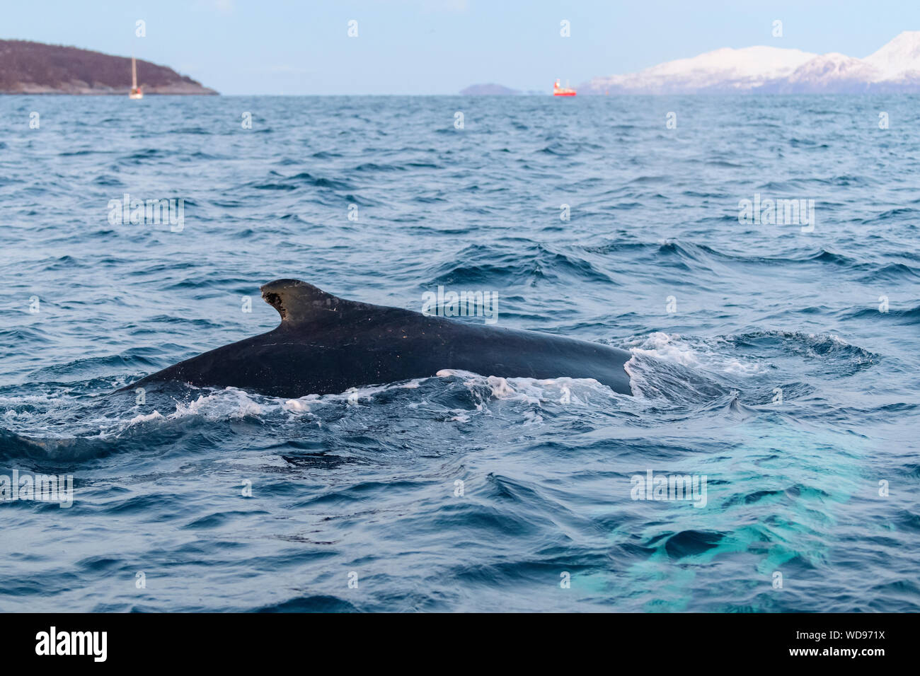 humpback whale, Megaptera novaeangliae, Kvaloyvagen, Norway, Atlantic Ocean Stock Photo