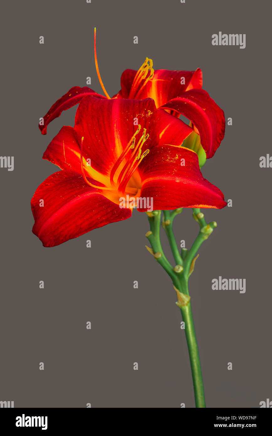 Daylily macro of a pair of red blossoms,buds,gray background,detailed