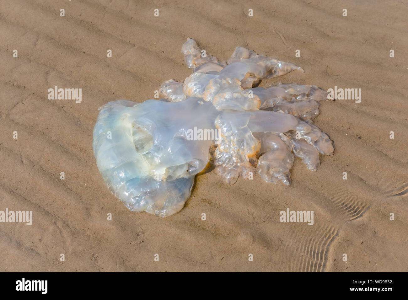 Barrel jellyfish on Southerness beach, Dumfries, Scotland Stock Photo