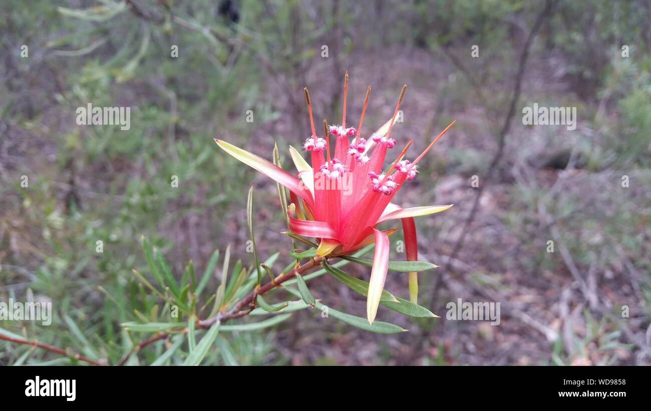 Bush Tucker Mountain Devil flower nectar Stock Photo Alamy