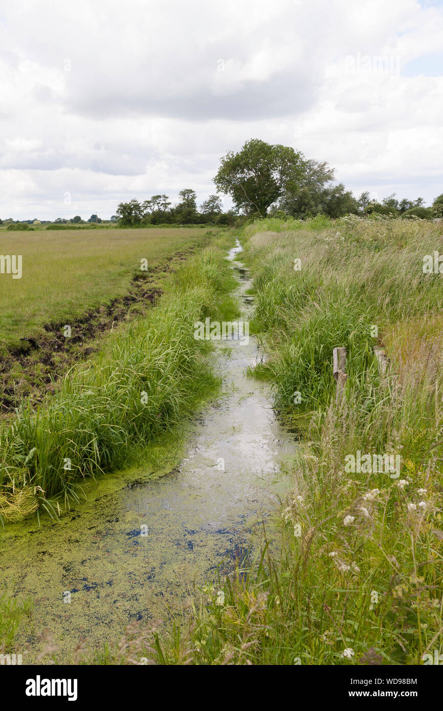Rhyne on the Somerset Levels. UK Stock Photo Alamy