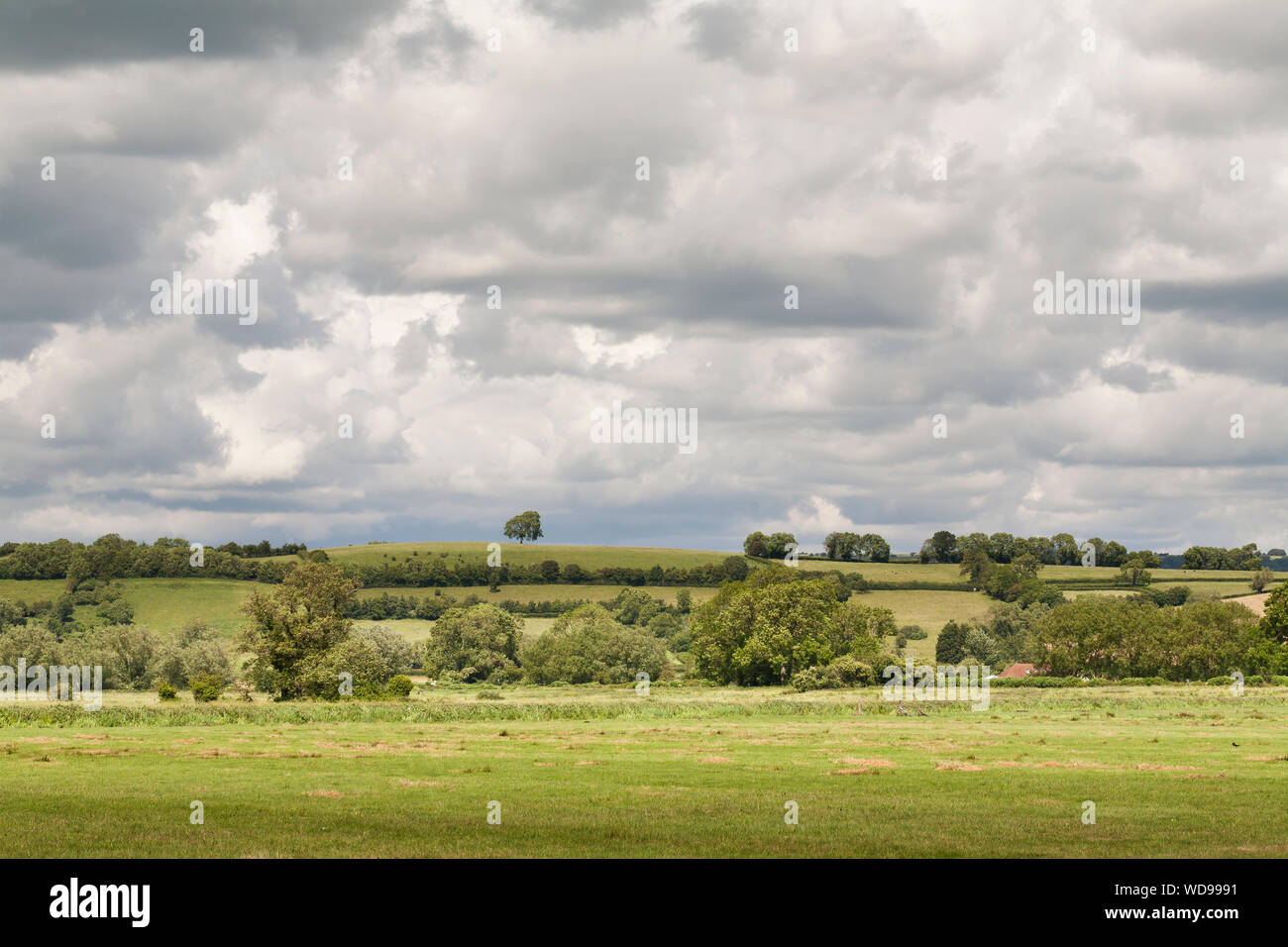 Wet pasture, Somerset Levels and Moors. UK Stock Photo
