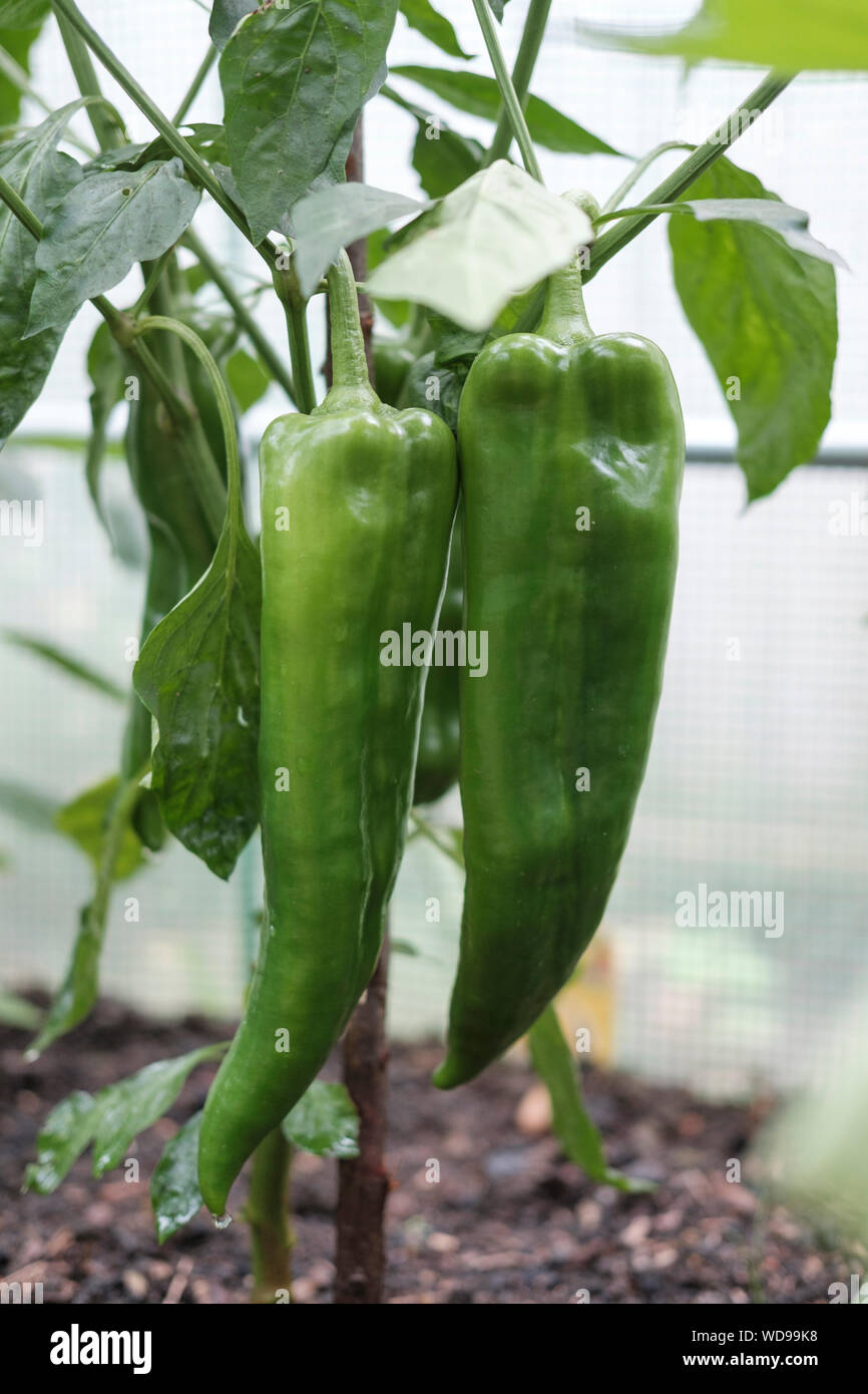 Green sweet peppers-Capsicum annuum growing in polytunnel, Surrey ,UK Stock Photo