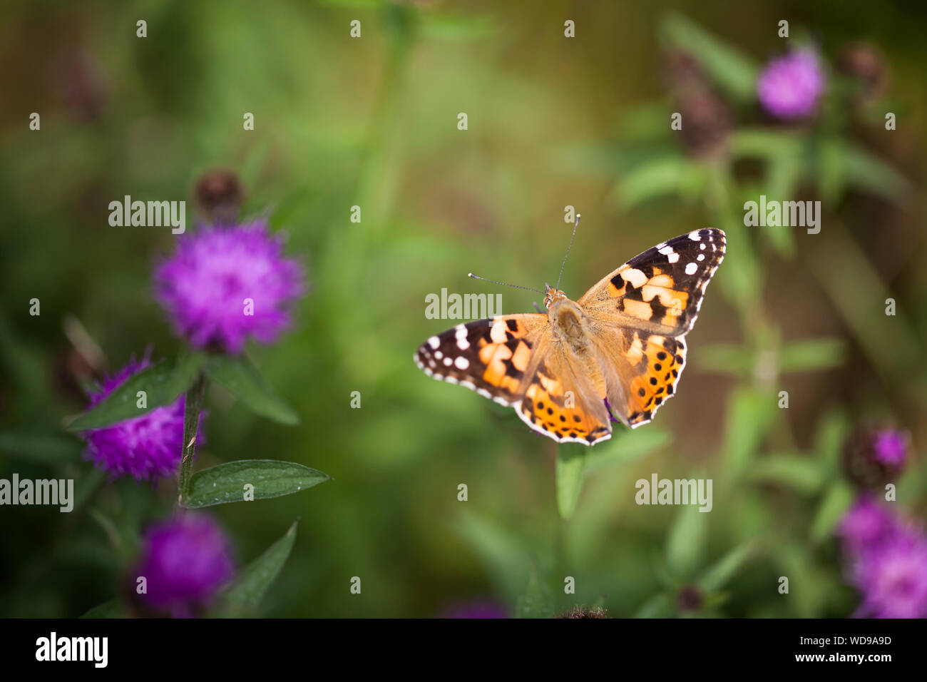 Painted Lady - Vanessa cardui Stock Photo