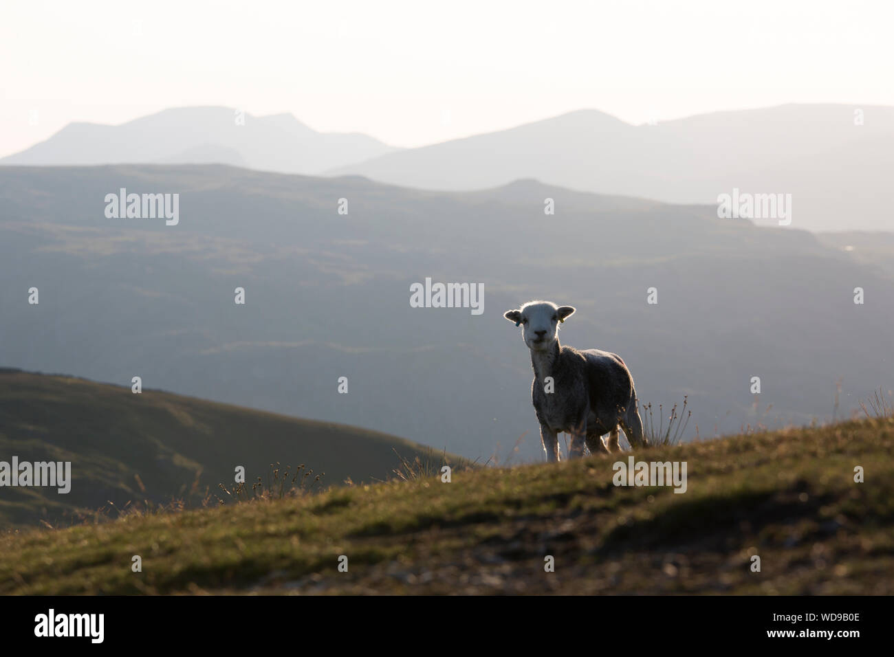 Sheep, Lake District, UK Stock Photo