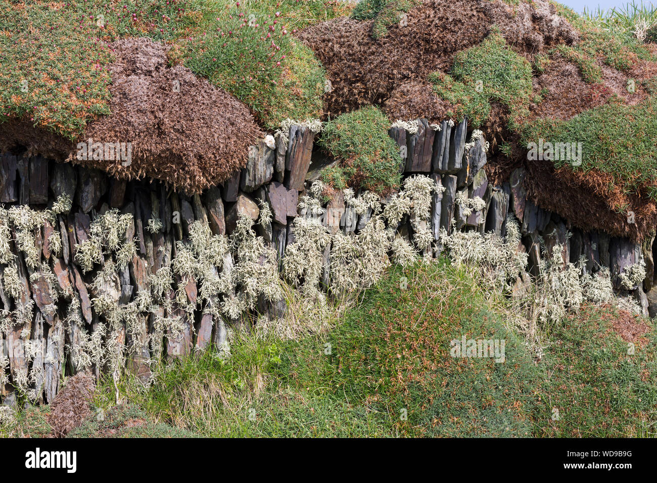 Cornish hedge with Sea Ivory Stock Photo