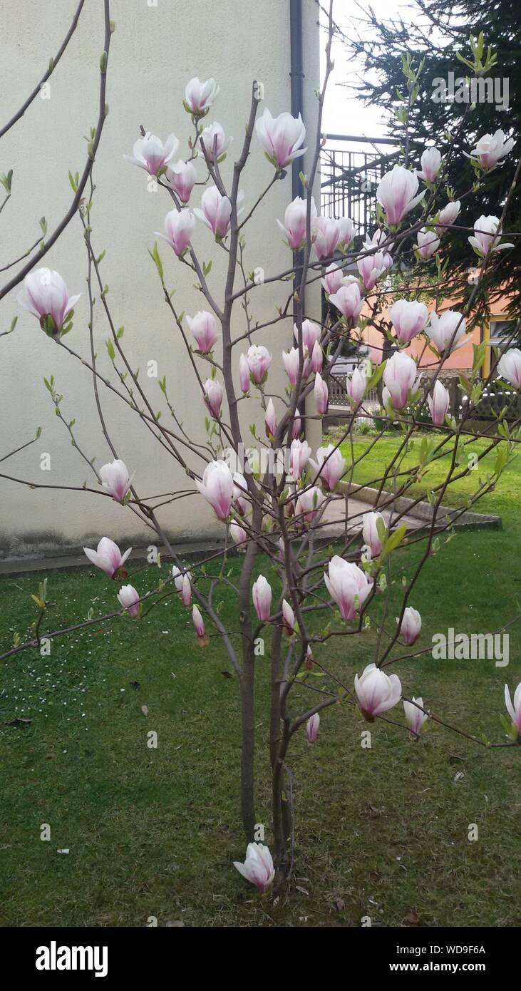 Magnolia Wall High Resolution Stock Photography And Images Alamy
