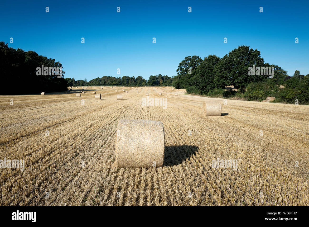 Harvest time round Hay Bales in a Hampshire field Stock Photo