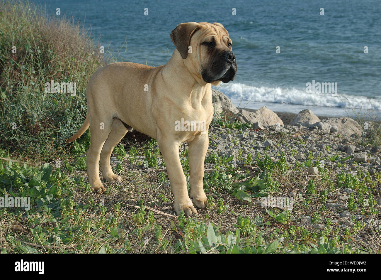 pure bullmastiff